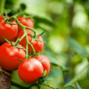 Благоприятни дни за засаждане на домати през март 2022 г