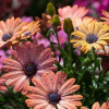 Osteospermum или африканска лайка: 105+ снимки на сортове, правила за отглеждане, грижи и размнож...
