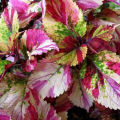 Coleus у дома: засаждане и грижи у дома, сортове сортове. Методи за възпроизвеждане и лечение (140 снимки)