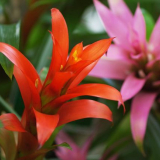 75+ Снимки на гузмания - грижи и трансплантация у дома