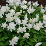 Anneman dubravny - нежна и крехка красота със сняг цели цветя