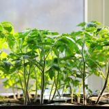 Благоприятни дни за сеитба на домати през 2022 г. Според лунния календар