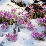 Благоприятни дни за градинаря и градинаря през март 2022 г. Според ...