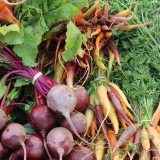 Благоприятни дни за прибиране на реколтата от цвекло и моркови през...