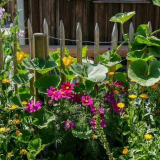 Направи си сам цветни лехи: най-добрите дизайнерски идеи и препоръки за избор на красиви цветя за цветни лехи (115 снимки)