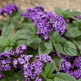 Цвете хелиотроп: популярни видове и препоръки за правилно засаждане, грижи и размножаване