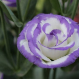 Цвете на еустома - характеристики на отглеждането на растение в сел...