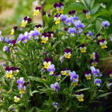 Цветя на теменуга - засаждане и грижи в страната...