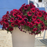 Цветя на петуния - нюансите на засаждането и отглеждането на растен...