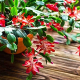 Декабрист: правила за грижи и отглеждане. Съвети за развъждане, идеални условия. Характеристики на поливане и торене + прегледи на снимки