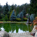 Декоративни иглолистни растения за градината - съвети за избор, правила за поставяне и нюанси на приложение в ландшафтния дизайн (110 снимки)