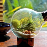 Направа на вечен терариум от крушка