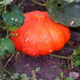 Селски грижи!»