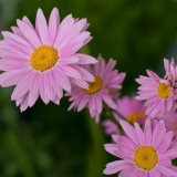 Достойно допълнение към вашата цветна леха: matricaria и всичко, което трябва да знаете за отглеждането й