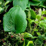 „Фазенда” събира приятели!