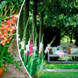 Гладиолус - засаждане и грижи на открито. Колко красиво да засадите...