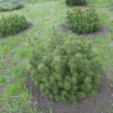 Планински бор в селски къщи пейзаж дизайн