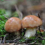 Bushroom breisise: снимка и описание