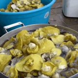 Гръбична проверка: снимка и описание