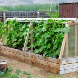 Крастав кръг - 105 снимки и видео описание на изграждането на десните легла на краставици