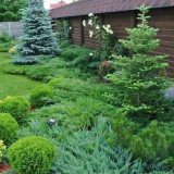 Иглолистни дървета в градината за начинаещи...