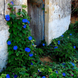 Ипомея: тайните на отглеждането на субтропична красавица в нашите географски ширини