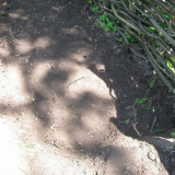 Осъществяване на градинска песен от трупи