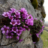 Карти: характеристики и видове. Характеристики на нарастващата каме...
