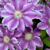 Клематис: правила за кацане в почвата, методи за развъждане, особености на грижата и зимуване. Общи заболявания на клематис