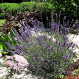 Лавандула в ландшафтния дизайн на лятна вила - най-добрите идеи