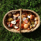 Терапевтични свойства на гъби: chanterelle, smelly smelly, amanita red