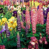 Многогодишни цветя за даване