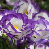 Многогодишен естом - най-добрите снимки, растящи съвети у дома. Кацане, размножаване, цвят, поливане