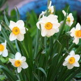 Нарцис: описание, засаждане, грижи