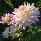 Нежна грузинга луд любов, завладяване на пръв поглед