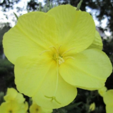 Нощна красота!