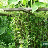 Краставици на пергола