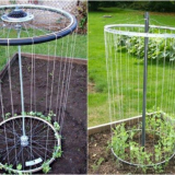 Краставици на колела на велосипеди