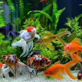 Осветление на аквариума