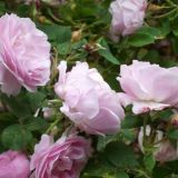 Парк роза: какво означава това, как изглежда, гледки, снимки на сортове с имена