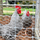 Направи си сам преносим кокошарник за лятна резиденция - триъгълен и на колела