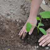 Бране на разсад на краставици през 2022: кога да се гмуркат, термини по региони, грижи