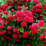 Катереща роза сантана с кърваво червени цветя и кадифено преливане