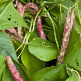 Засаждане на зърна през 2022 г.: термини, отглеждане, грижа