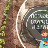 Засаждане на краставици в открита земя - кога и как да засадите кра...