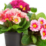 Засаждане на иглика през 2022 г. Според лунния календар: благоприятни дни, дати по региони, отглеждане по сорт