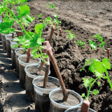 Засаждане на грозде през пролетта през 2022 г.: начини за засаждане на разсад, благоприятни дни според лунния календар