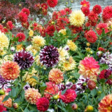 Възпроизвеждане на далии: най-ефективните начини + инструкции стъпка по стъпка