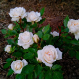 Направи си сам броеница в страната: грижа, подреждане, схема на броеница