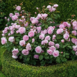 Храстови рози в озеленяване на градината